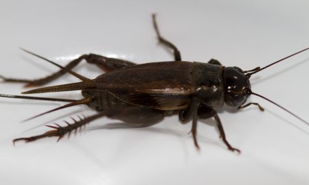 Cricket
